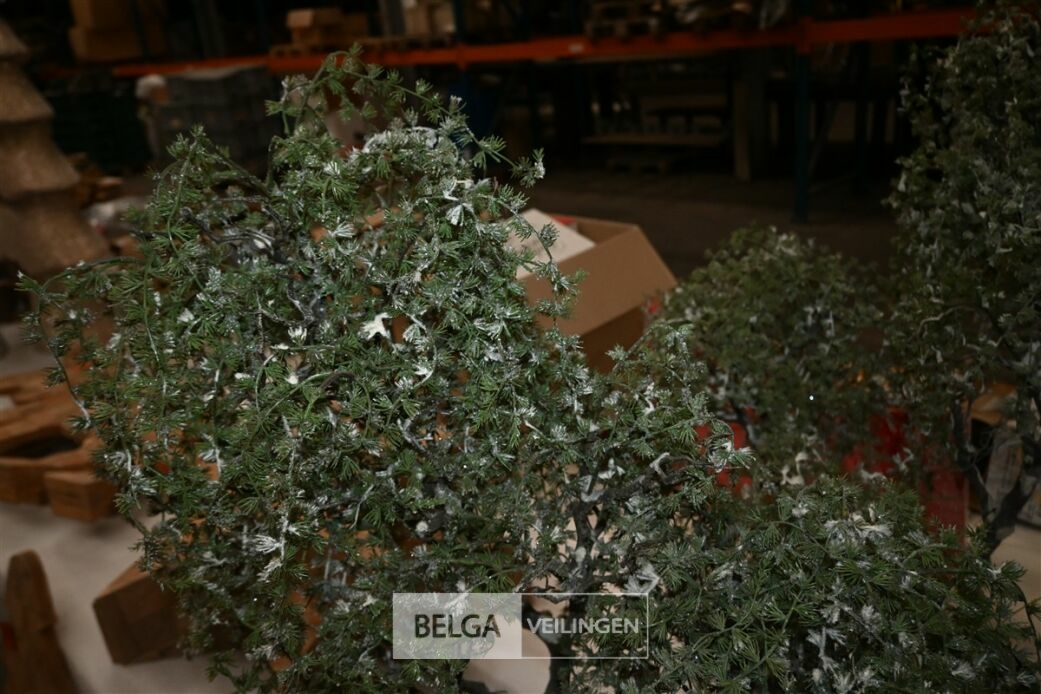 ± 3x Hangende dennenbomen – foto 6 – kavel bij Belga Veilingen, Lummen