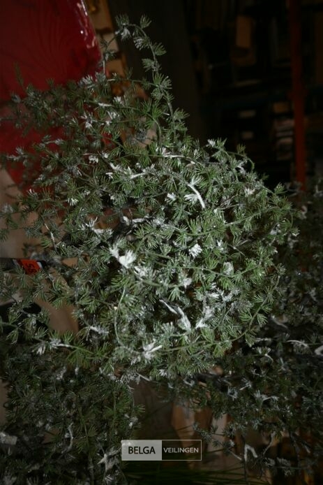± 3x Hangende dennenbomen – foto 3 – kavel bij Belga Veilingen, Lummen