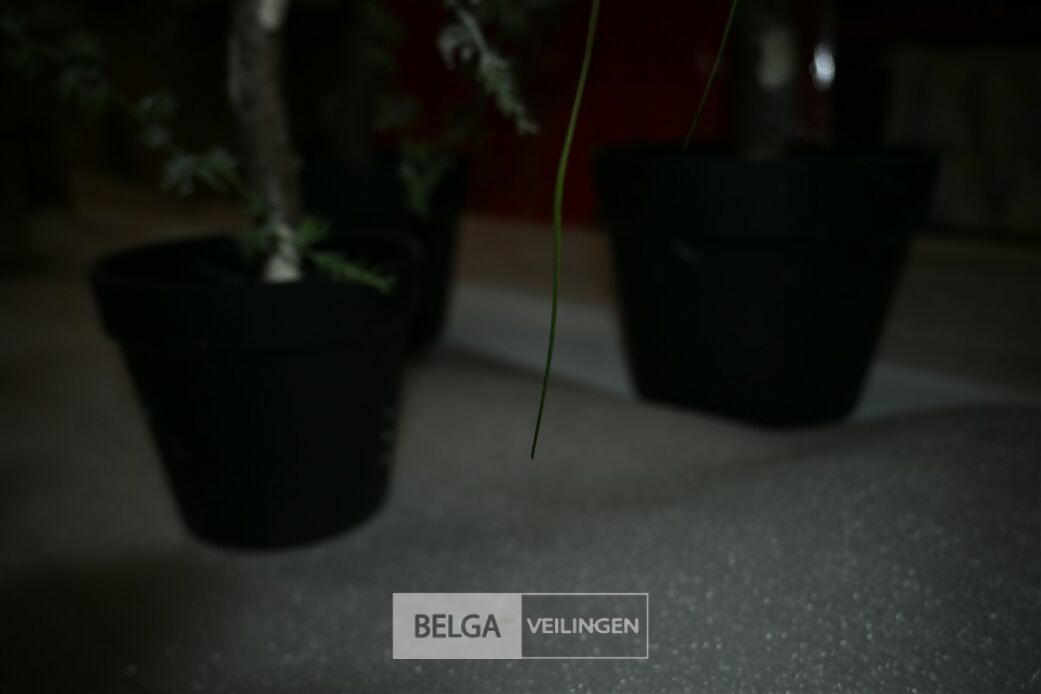 ± 3x Hangende dennenbomen – foto 6 – kavel bij Belga Veilingen, Lummen