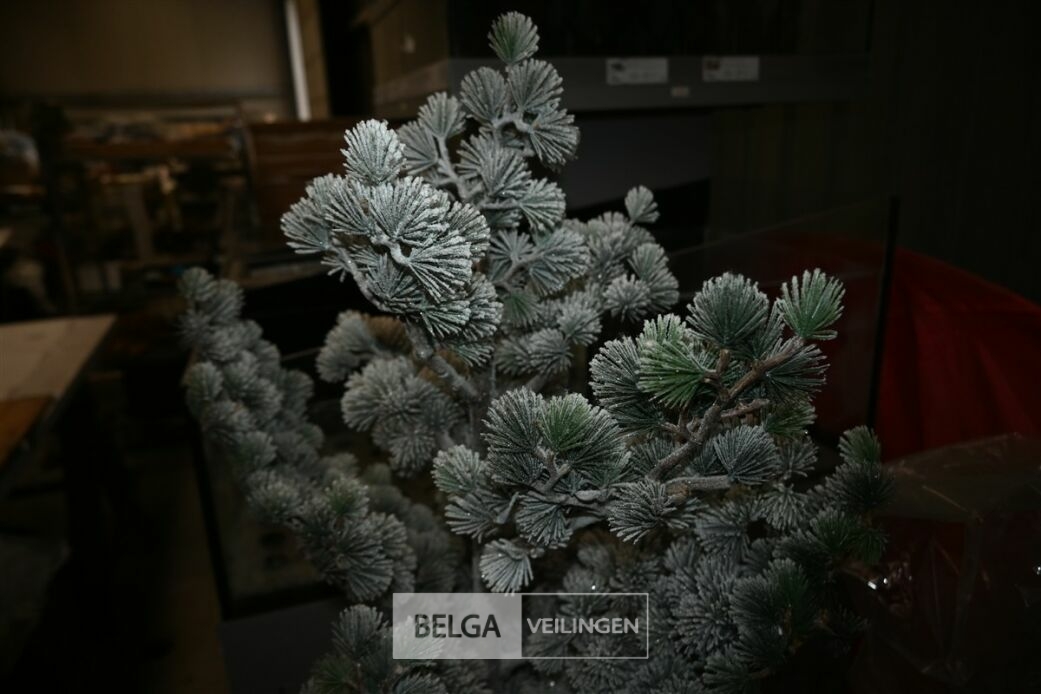 1x Kerstboom – foto 3 – kavel bij Belga Veilingen, Lummen