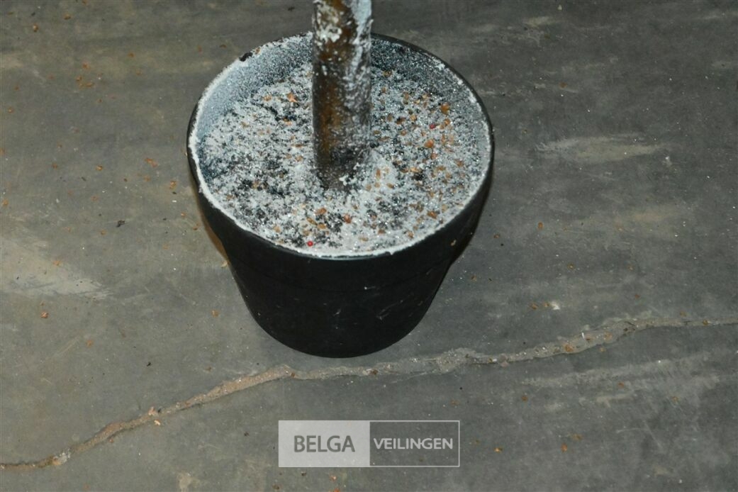 1x Kerstboom – foto 5 – kavel bij Belga Veilingen, Lummen