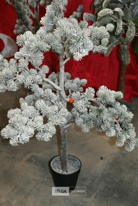 1x Kerstboom – foto 2 – kavel bij Belga Veilingen, Lummen