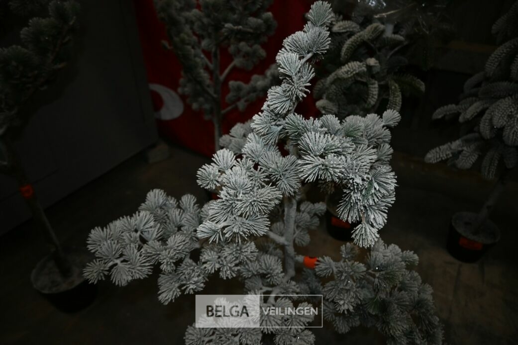1x Kerstboom – foto 3 – kavel bij Belga Veilingen, Lummen
