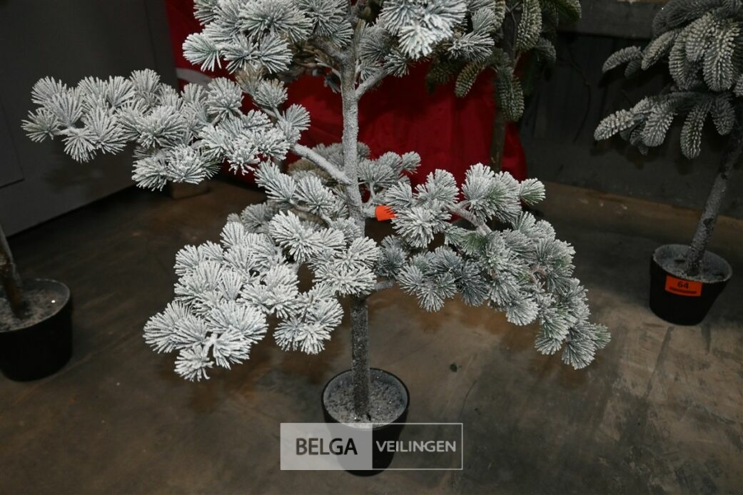 1x Kerstboom – foto 4 – kavel bij Belga Veilingen, Lummen