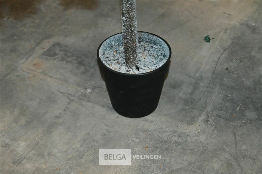 1x Kerstboom – foto 5 – kavel bij Belga Veilingen, Lummen