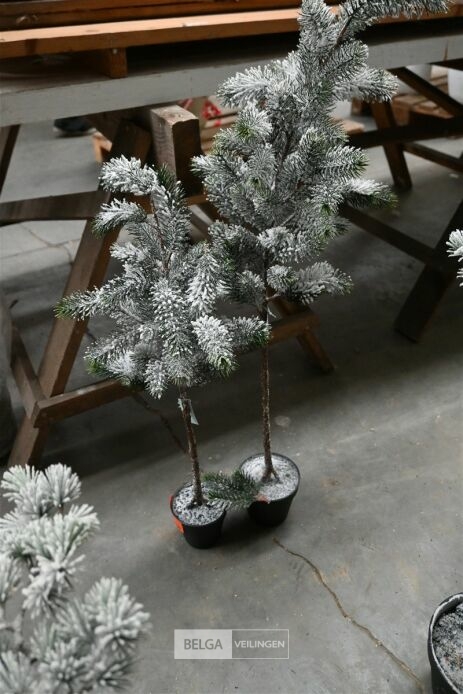 ± 2 Kerstbomen – foto 2 – kavel bij Belga Veilingen, Lummen