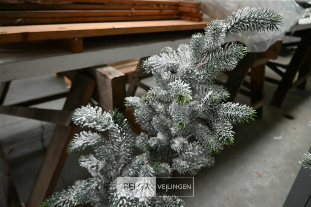 ± 2 Kerstbomen – foto 3 – kavel bij Belga Veilingen, Lummen