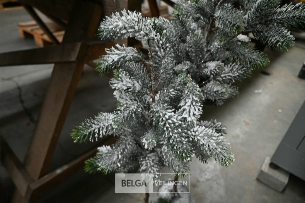 ± 2 Kerstbomen – foto 4 – kavel bij Belga Veilingen, Lummen