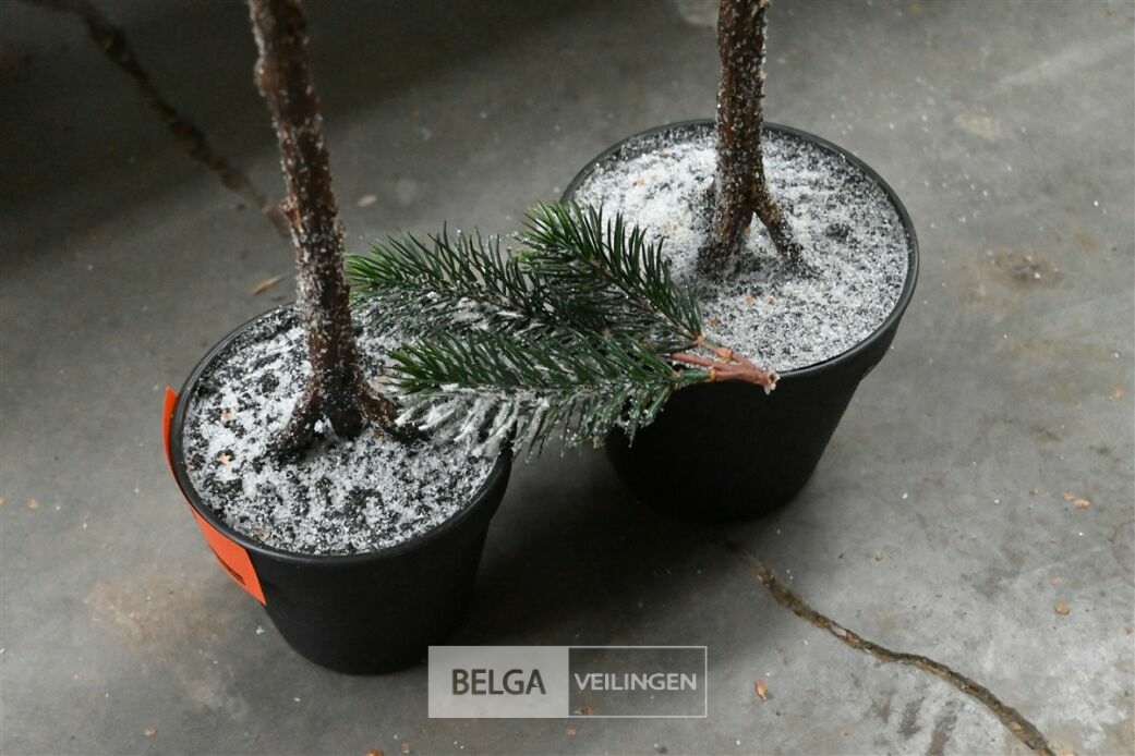 ± 2 Kerstbomen – foto 5 – kavel bij Belga Veilingen, Lummen
