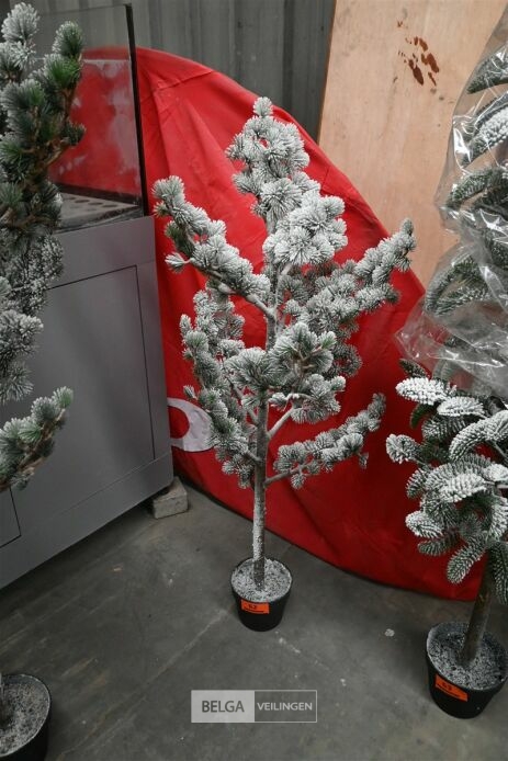 1 Witte kerstboom – foto 2 – kavel bij Belga Veilingen, Lummen