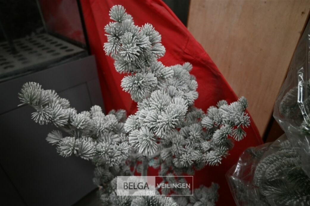 1 Witte kerstboom – foto 3 – kavel bij Belga Veilingen, Lummen