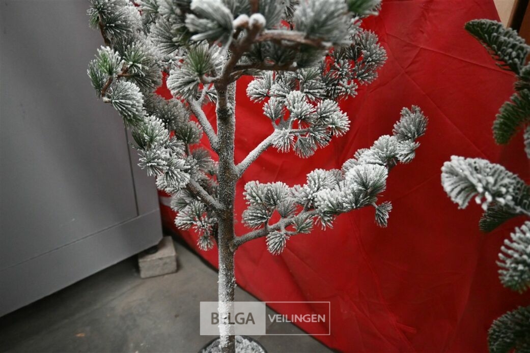 1 Witte kerstboom – foto 4 – kavel bij Belga Veilingen, Lummen