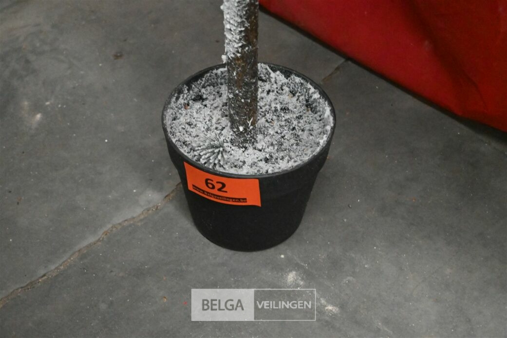1 Witte kerstboom – foto 5 – kavel bij Belga Veilingen, Lummen