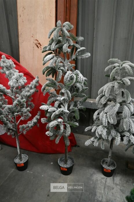 1 Witte kerstboom – foto 2 – kavel bij Belga Veilingen, Lummen