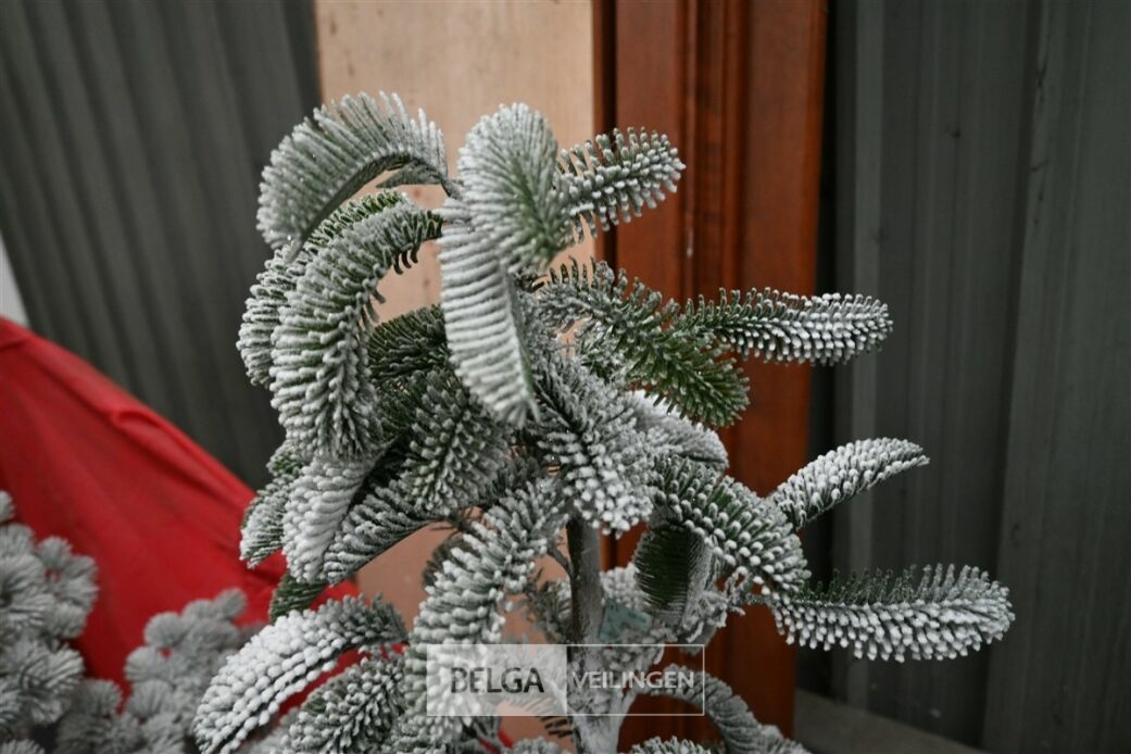 1 Witte kerstboom – foto 3 – kavel bij Belga Veilingen, Lummen