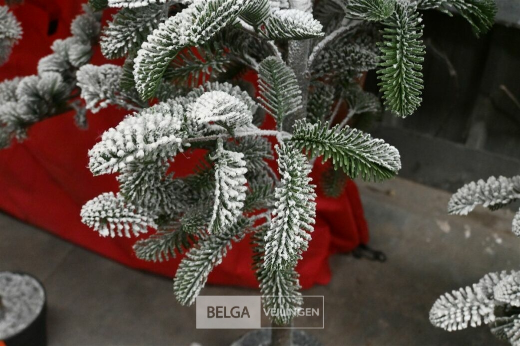 1 Witte kerstboom – foto 4 – kavel bij Belga Veilingen, Lummen