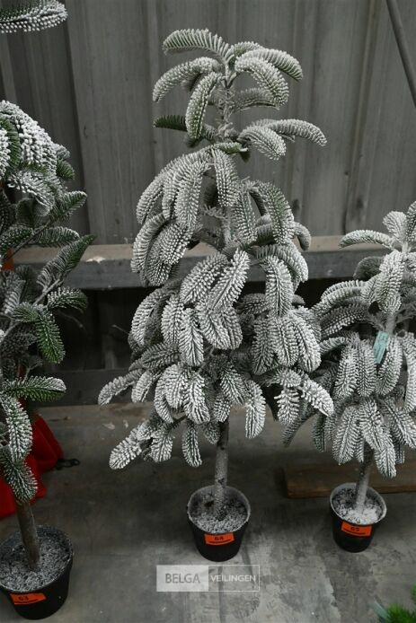 1 Witte kerstboom – foto 2 – kavel bij Belga Veilingen, Lummen