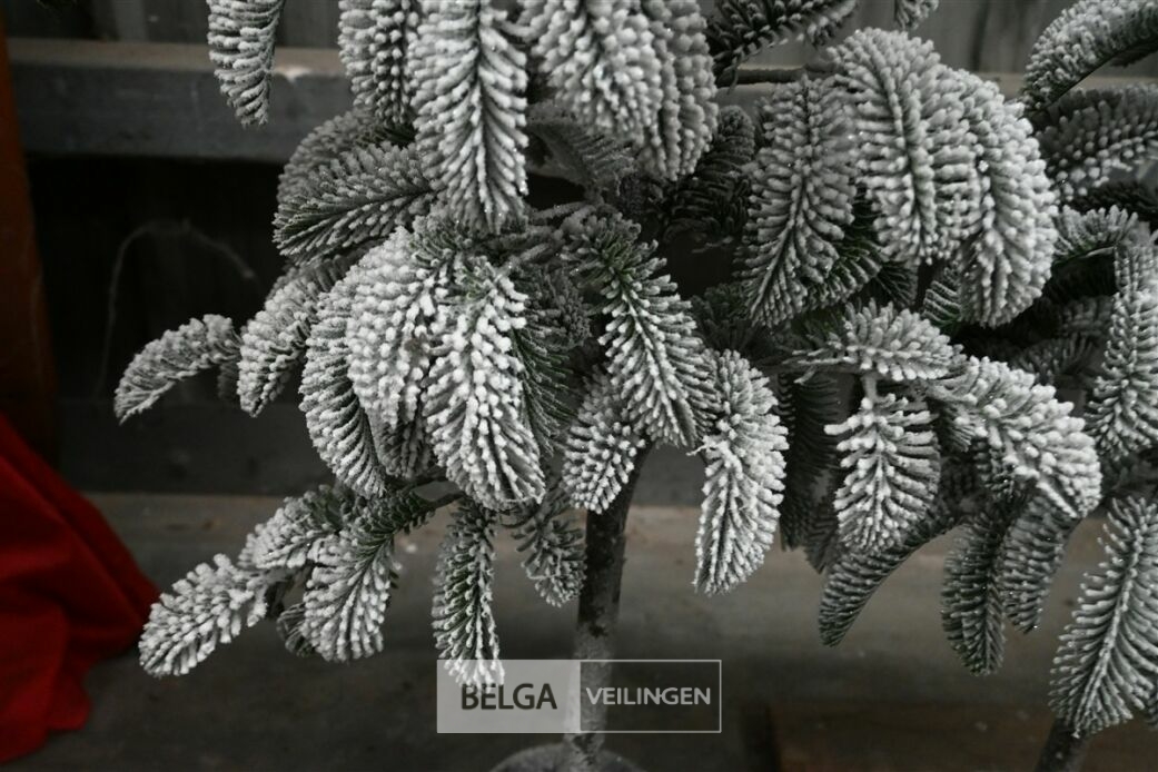 1 Witte kerstboom – foto 4 – kavel bij Belga Veilingen, Lummen