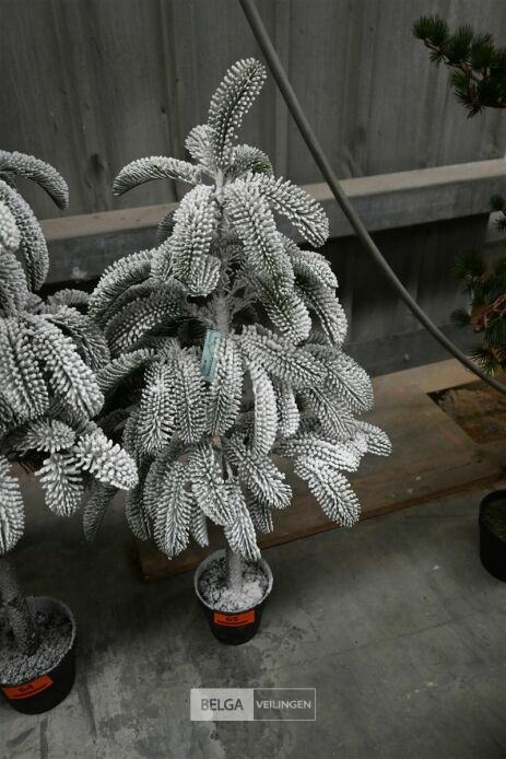 1 Witte kerstboom – foto 2 – kavel bij Belga Veilingen, Lummen