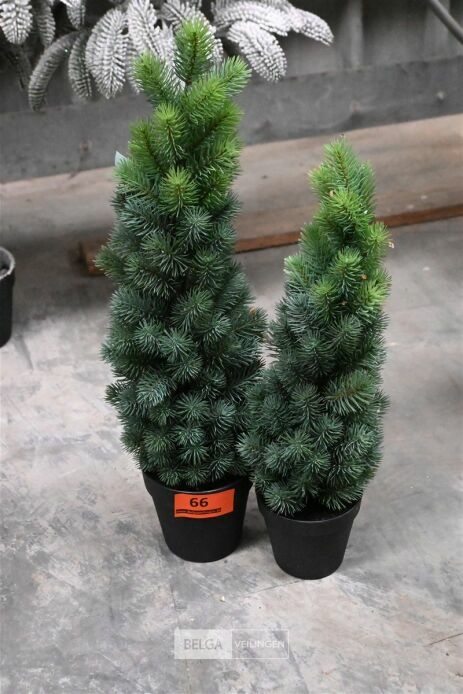 ± 2 Diverse kerstbomen – foto 2 – kavel bij Belga Veilingen, Lummen