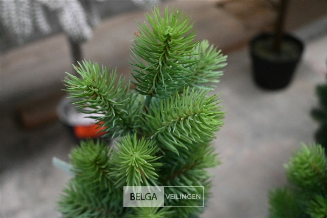 ± 2 Diverse kerstbomen – foto 3 – kavel bij Belga Veilingen, Lummen