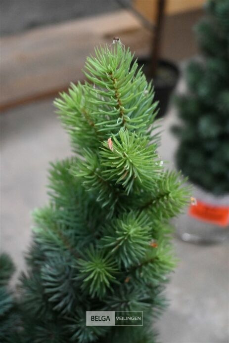 ± 2 Diverse kerstbomen – foto 4 – kavel bij Belga Veilingen, Lummen