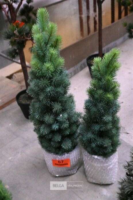 ± 2 Diverse kerstbomen – foto 2 – kavel bij Belga Veilingen, Lummen