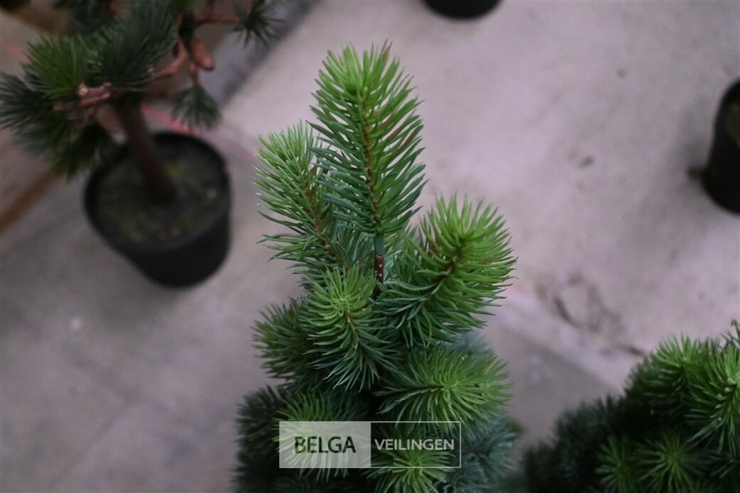 ± 2 Diverse kerstbomen – foto 3 – kavel bij Belga Veilingen, Lummen