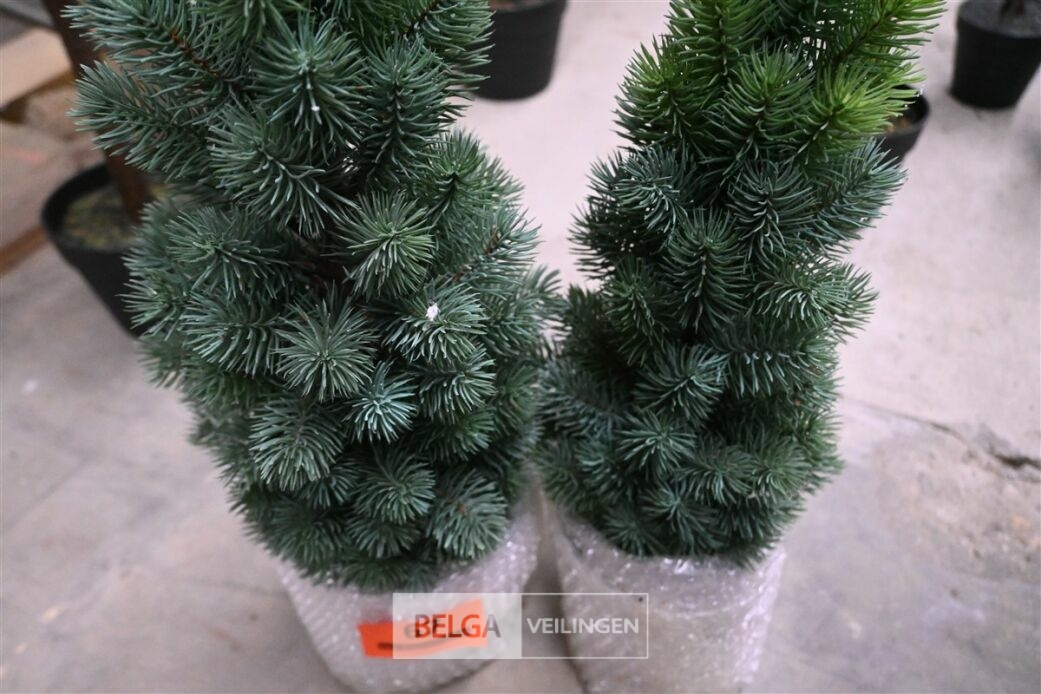 ± 2 Diverse kerstbomen – foto 4 – kavel bij Belga Veilingen, Lummen