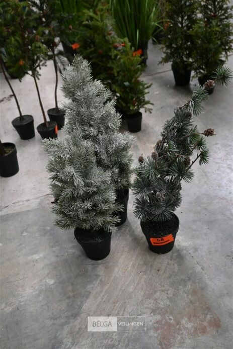 ± 3 Diverse kerstbomen – foto 2 – kavel bij Belga Veilingen, Lummen