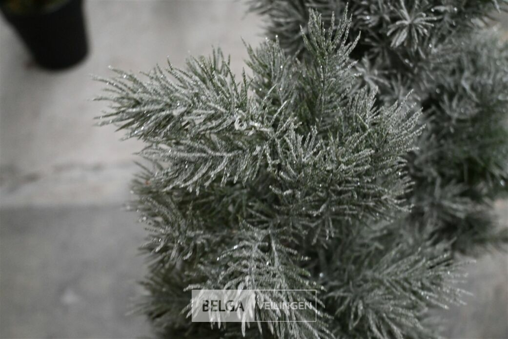 ± 3 Diverse kerstbomen – foto 3 – kavel bij Belga Veilingen, Lummen
