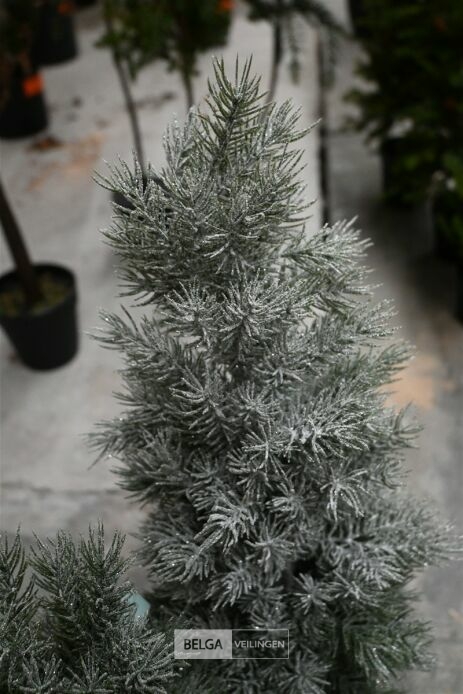 ± 3 Diverse kerstbomen – foto 4 – kavel bij Belga Veilingen, Lummen