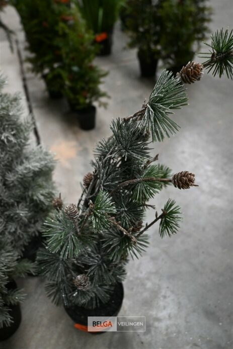 ± 3 Diverse kerstbomen – foto 5 – kavel bij Belga Veilingen, Lummen