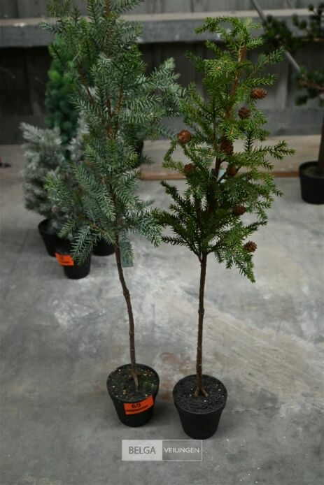 ± 2 Kerstboompjes – foto 2 – kavel bij Belga Veilingen, Lummen