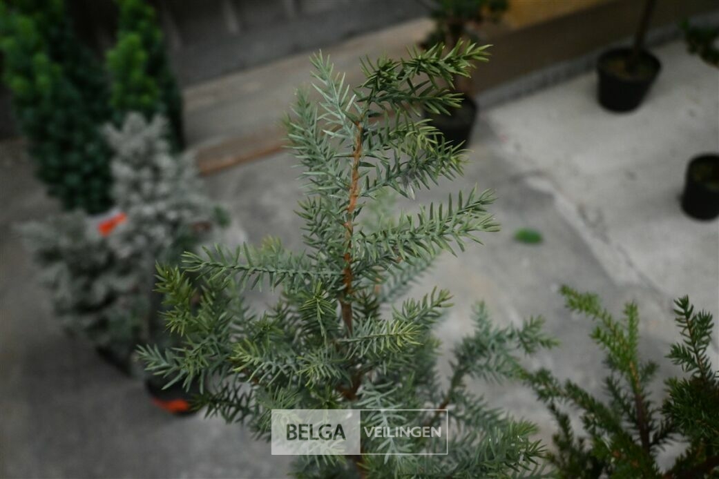 ± 2 Kerstboompjes – foto 3 – kavel bij Belga Veilingen, Lummen