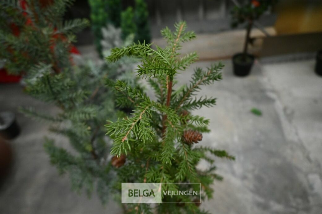 ± 2 Kerstboompjes – foto 4 – kavel bij Belga Veilingen, Lummen