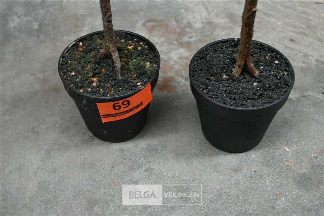 ± 2 Kerstboompjes – foto 5 – kavel bij Belga Veilingen, Lummen