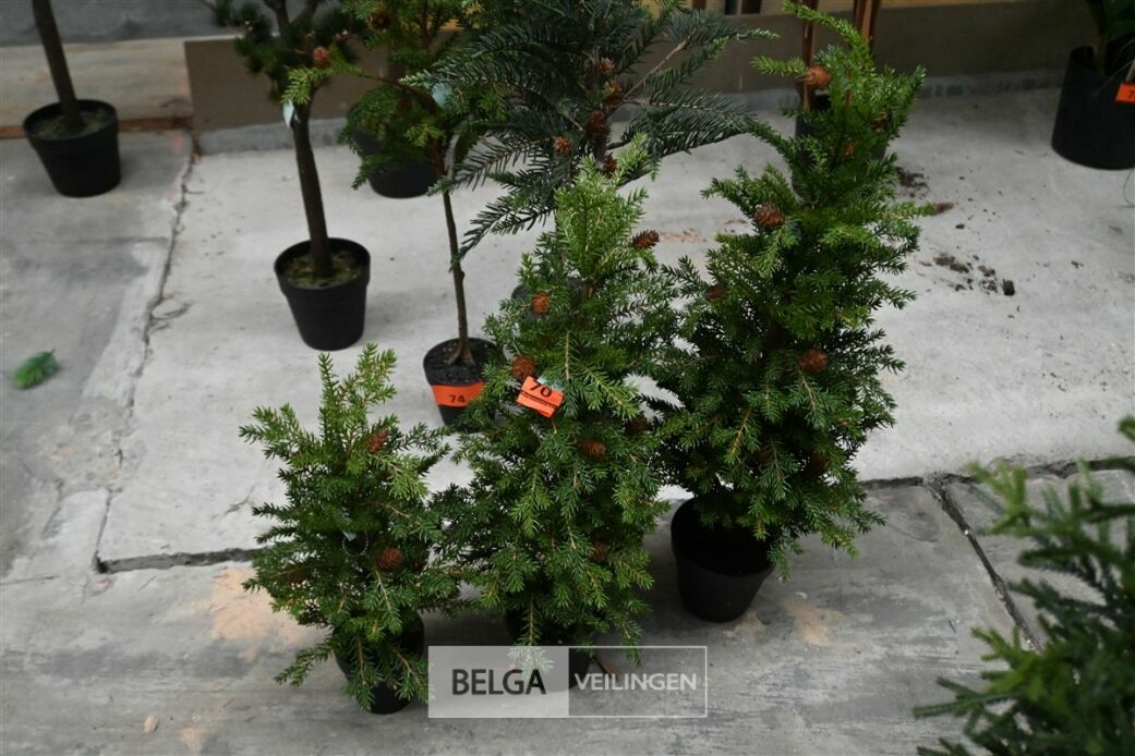 ± 3 Diverse kerstbomen – foto 2 – kavel bij Belga Veilingen, Lummen