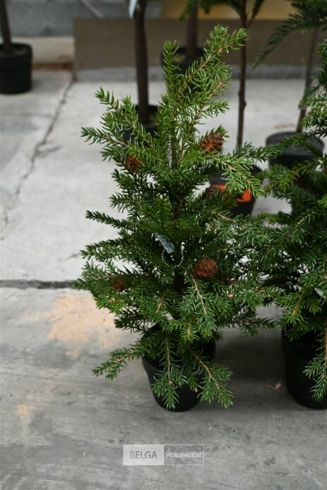 ± 3 Diverse kerstbomen – foto 3 – kavel bij Belga Veilingen, Lummen