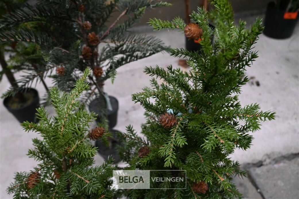 ± 3 Diverse kerstbomen – foto 4 – kavel bij Belga Veilingen, Lummen