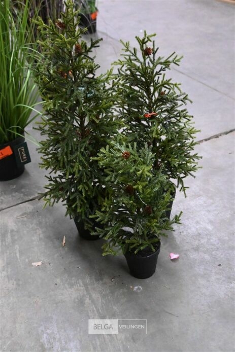 ± 3 Diverse kerstbomen – foto 2 – kavel bij Belga Veilingen, Lummen