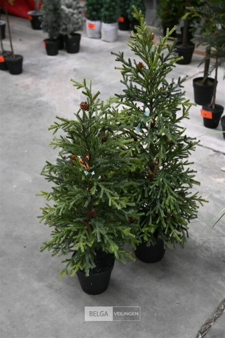 ± 3 Diverse kerstbomen – foto 3 – kavel bij Belga Veilingen, Lummen