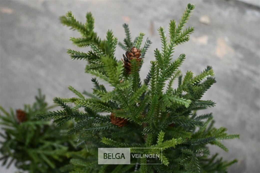 ± 3 Diverse kerstbomen – foto 4 – kavel bij Belga Veilingen, Lummen