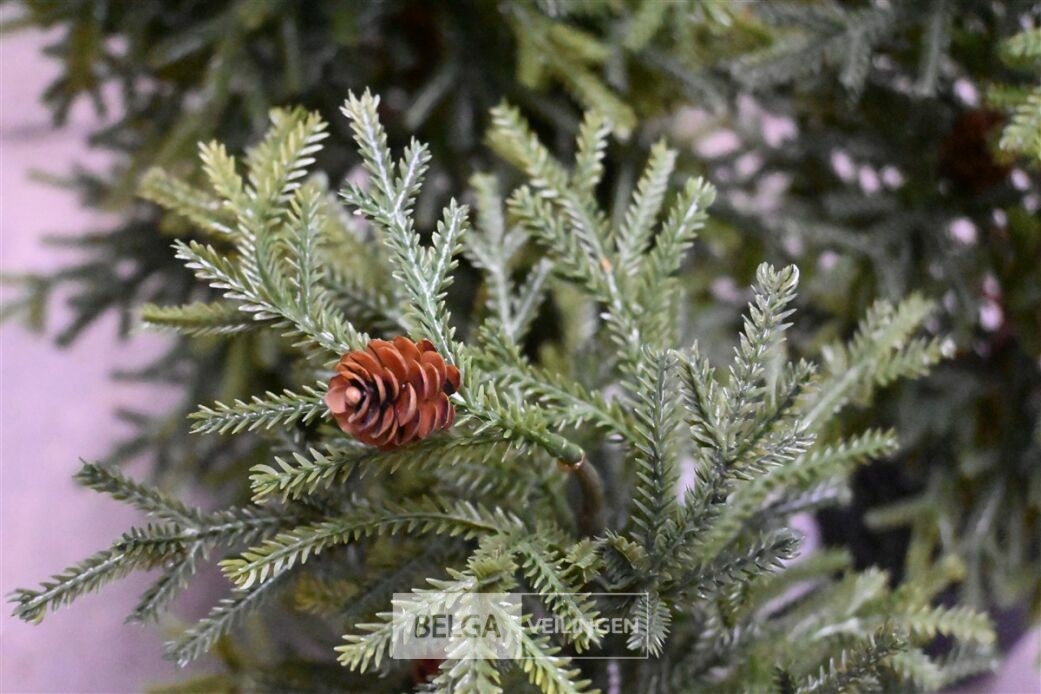 ± 3 Diverse kerstbomen – foto 5 – kavel bij Belga Veilingen, Lummen
