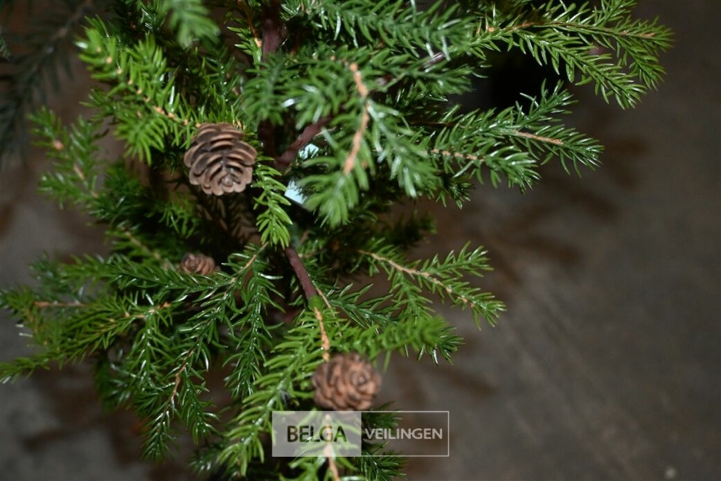± 3 Dennenboompjes – foto 4 – kavel bij Belga Veilingen, Lummen