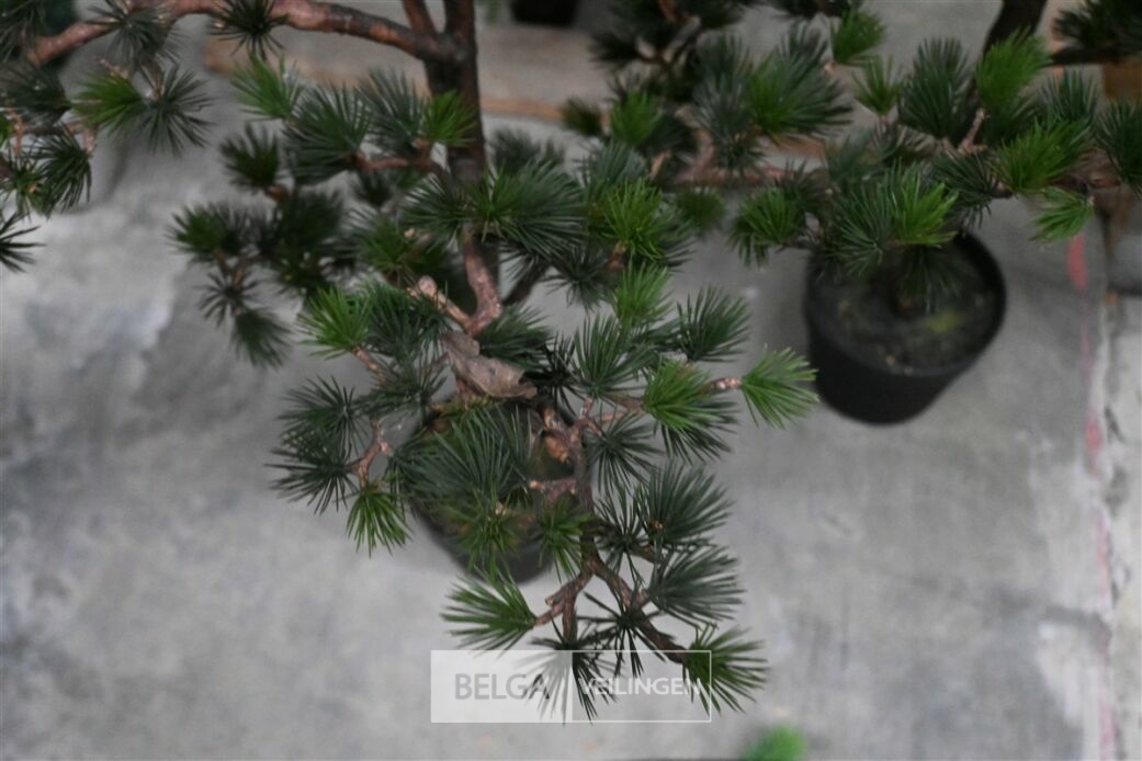 ± 2 Dennenboompjes – foto 4 – kavel bij Belga Veilingen, Lummen