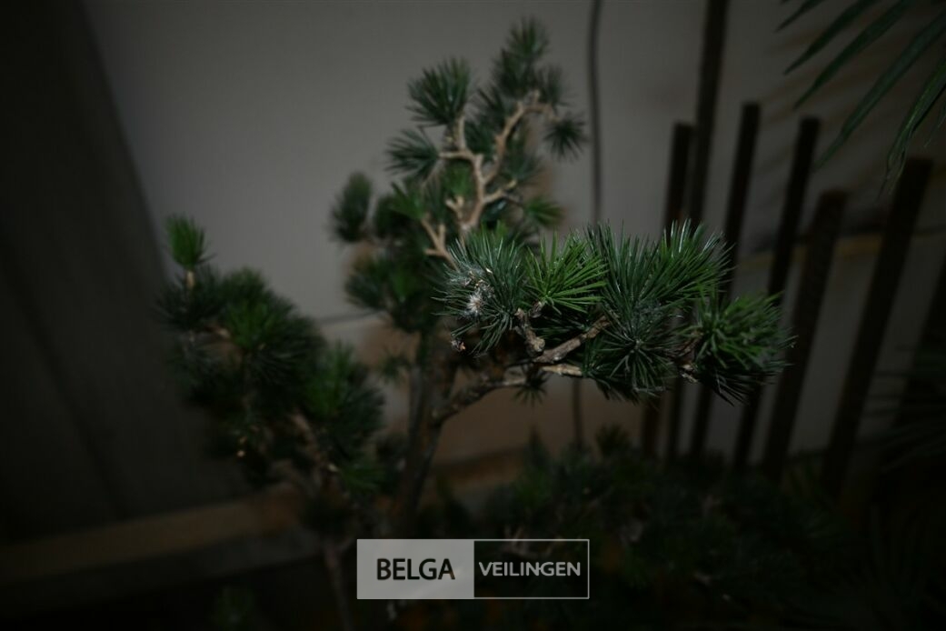 1 Dennenboom – foto 3 – kavel bij Belga Veilingen, Lummen
