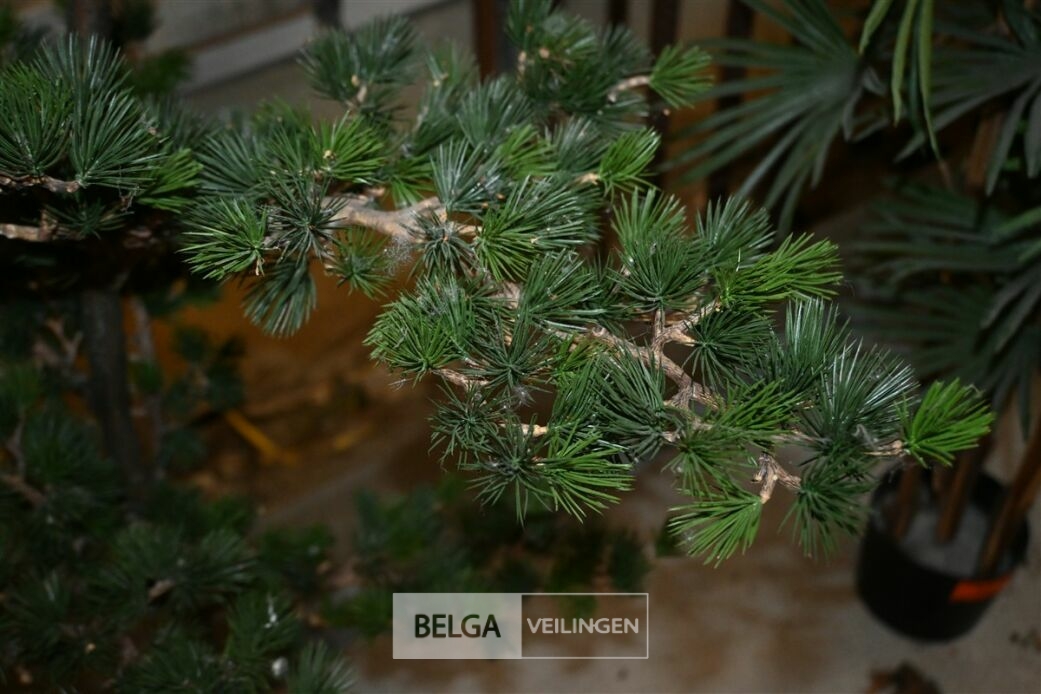 1 Dennenboom – foto 4 – kavel bij Belga Veilingen, Lummen
