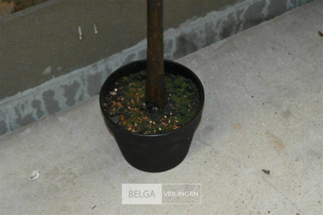 1 Dennenboom – foto 5 – kavel bij Belga Veilingen, Lummen