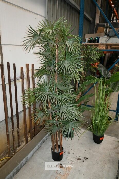 1 Palmboom – foto 2 – kavel bij Belga Veilingen, Lummen